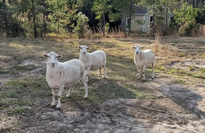 Sheep grazing — natural land management at Pixie Farm